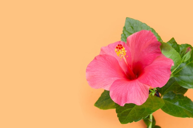 Hibiscus flower on orange background