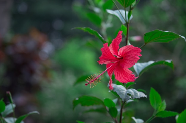 Hibiscus Flower Plant 