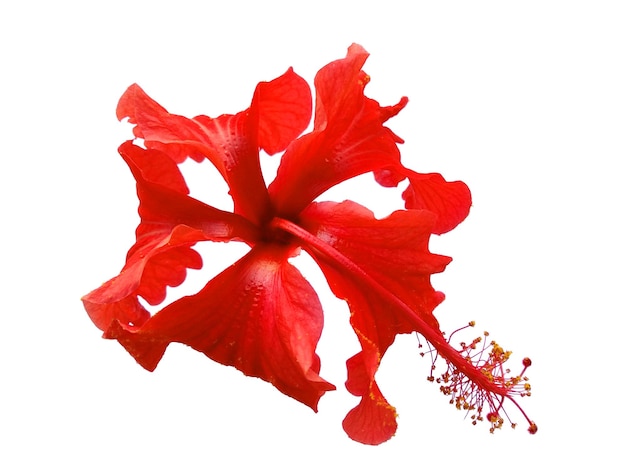 Hibiscus flower on white background Red Rosemallows flower