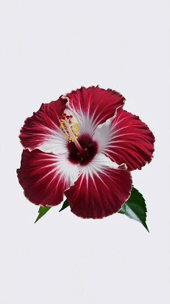 Hibiscus flower on white background