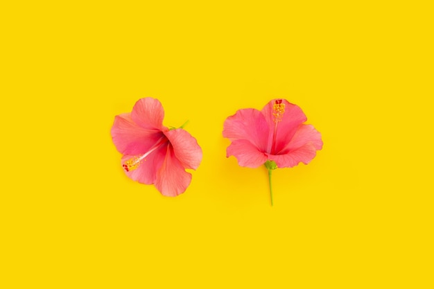 Hibiscus flower on yellow background