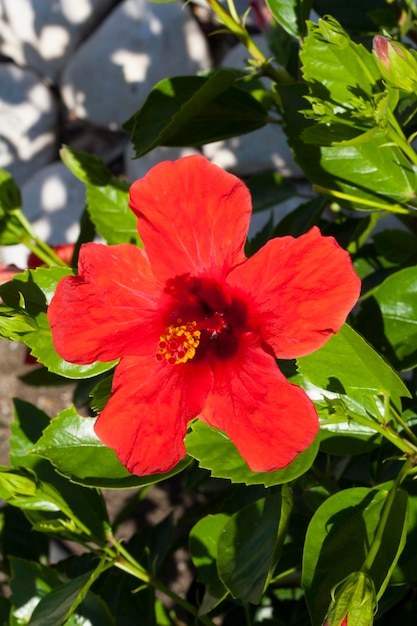 Hibiscus Flower