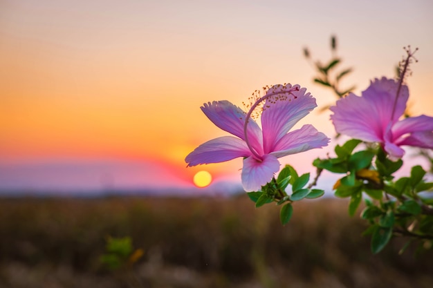 Hibiscus flowers in the evening