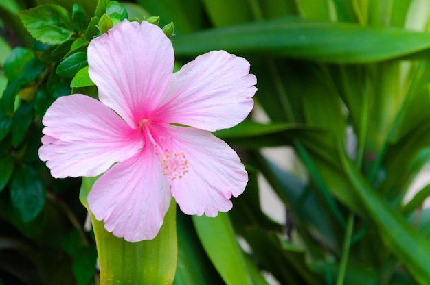 Hibiscus flowers the plant is native to East AsiaPink flowers bloom in the green garden