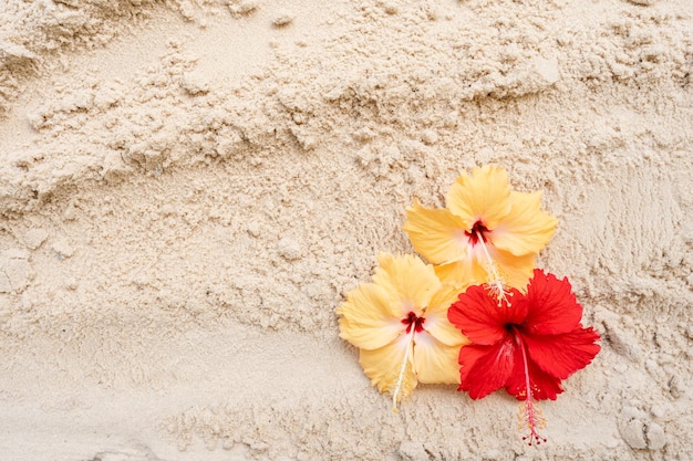 Hibiscus flowers on sand beach background.