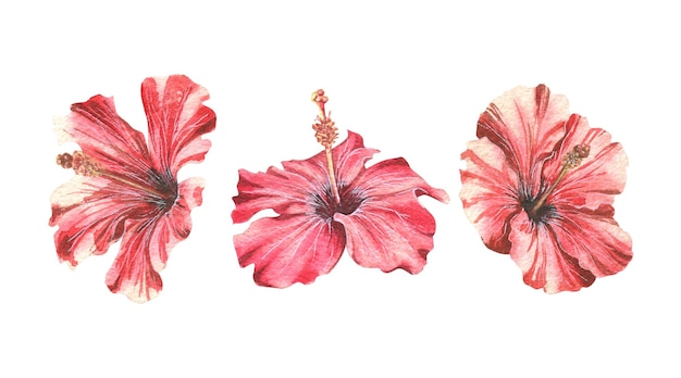 Hibiscus flowers several isolated objects on a white background from a large set of CUBA Watercolor illustration For design decoration compositions of postcards posters stickers prints