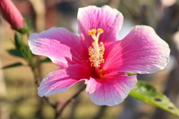 hibiscus flowers in tropical