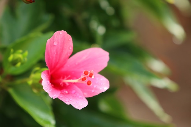 hibiscus flowers in tropical