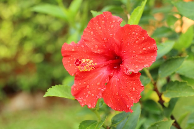 hibiscus flowers in tropical