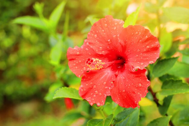 hibiscus flowers in tropical