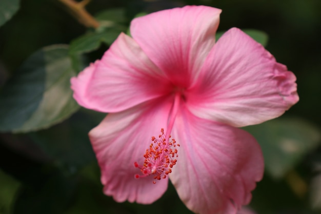 hibiscus flowers in tropical