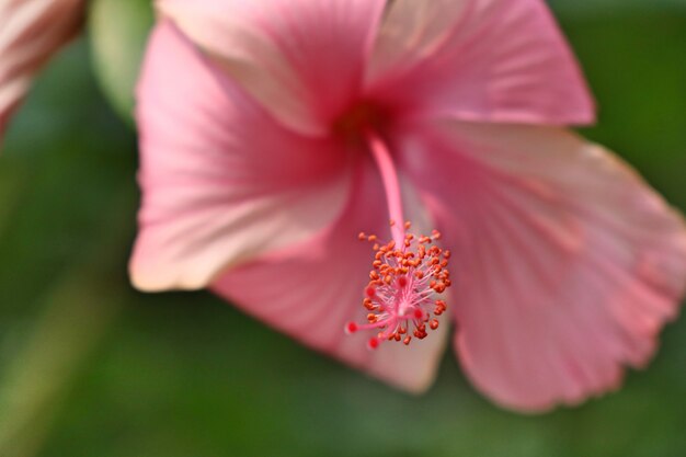 hibiscus flowers in tropical