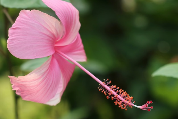 hibiscus flowers in tropical