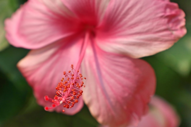 hibiscus flowers in tropical