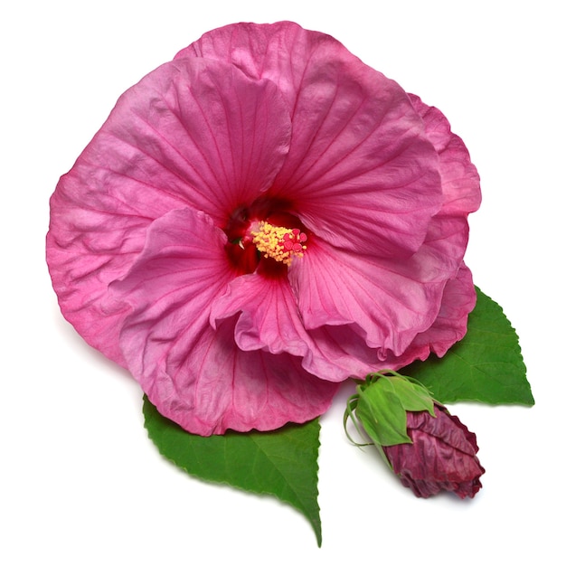 Hibiscus head purple flower grade Plum Crazy with bud isolated on white background