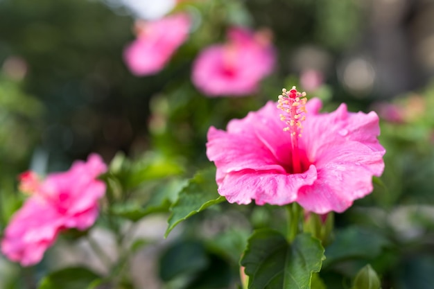 Hibiscus in Okinawa