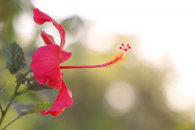 Hibiscus rosa-sinensis 'Brilliant'. Red hibiscus flower in tropical garden with light