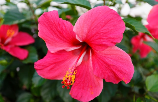 Hibiscus rosasinensis on green leaves natural background