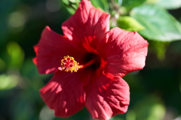 Hibiscus rose flower in a sunny day 