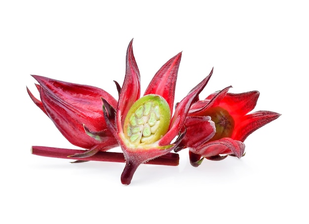 Hibiscus sabdariffa or roselle fruits isolated on white background