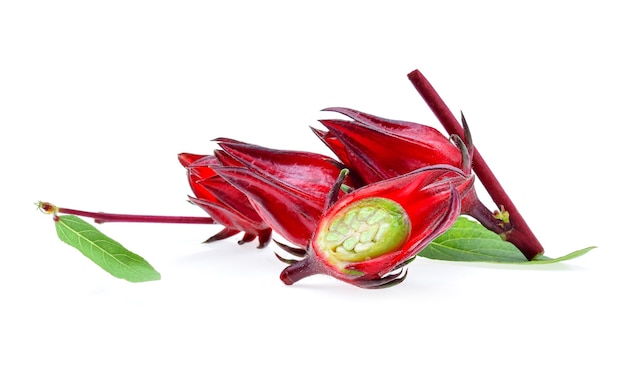 Hibiscus sabdariffa or roselle fruits isolated on white background