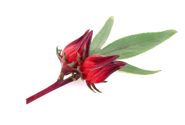 Hibiscus sabdariffa or roselle fruits isolated on white background