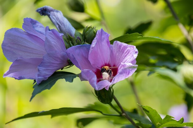 Hibiscus shrub growing and flowering in Torre de' Roveri Italy