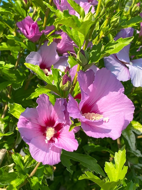 Hibiscus syriacus also known as Chinese hibiscus Chinese hibiscus Chinese hibiscus