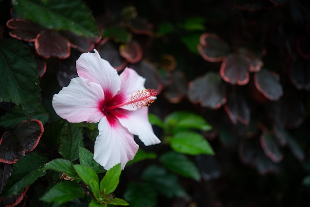 Hibiscus syriacus flower closeup Rose of Sharon Syrian hibiscus or Syrian ketmia with white pink petals and red midddle on the green leaves and copperleaf background Shrub althea or rose mallow