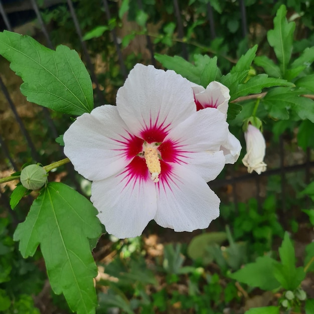 Hibiscus syriacus flower, white flowers, outdoor plants, landscaping plants