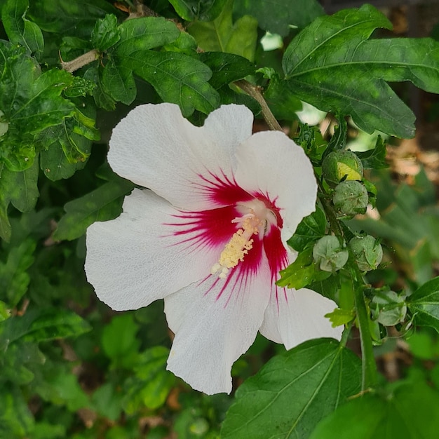 Hibiscus syriacus flower, white flowers, outdoor plants, landscaping plants