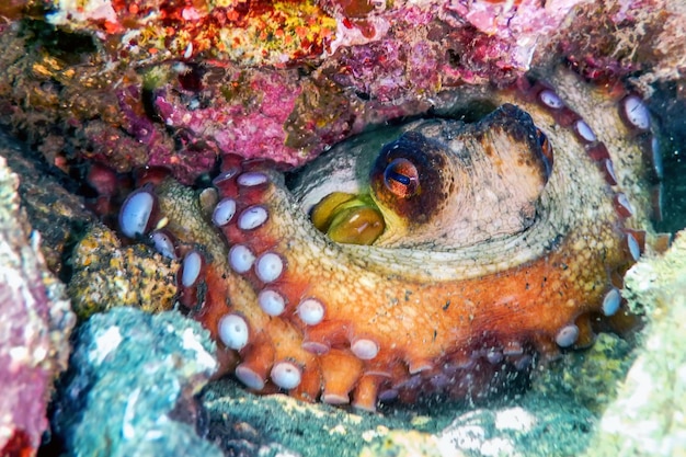 Hiding octopus on reef, underwater marine life