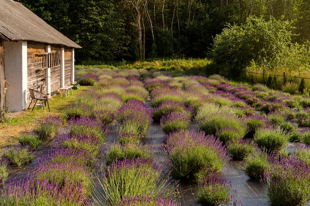 High angle beautiful lavender field and house