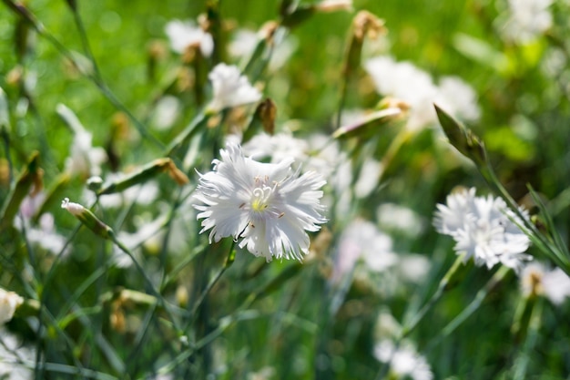 High angle close-up of dianthus plumarius growing at park