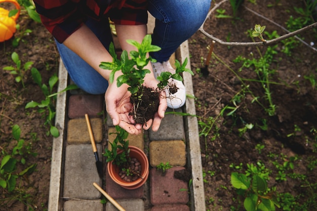 High angle High angle view of gardener woman holding mint leaves sprouts with soil in her hands before planting them into a clay pot