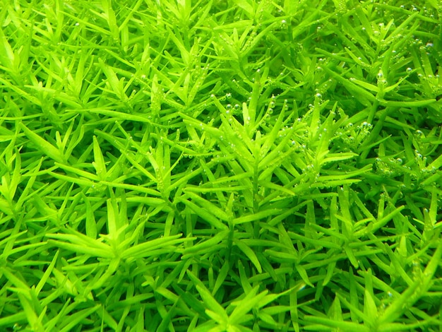 High angle shot of beautiful  green plants Heteranthera under the water