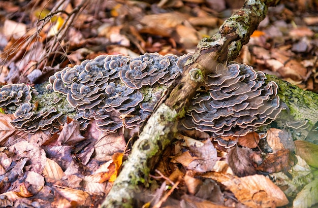 High angle shot of a fungus in a forest during the day