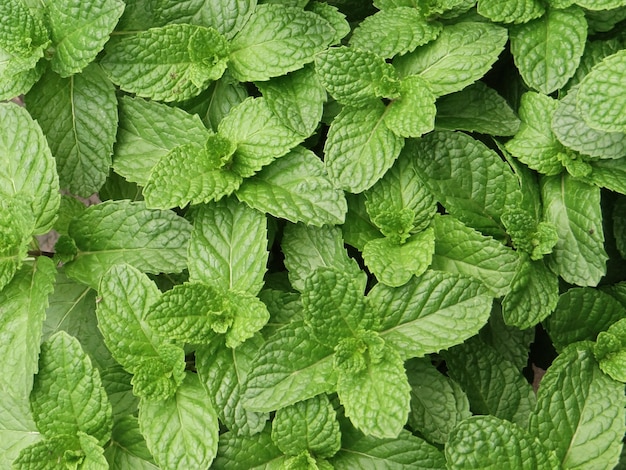 High angle shot of a Spearmint plant under the sunlight