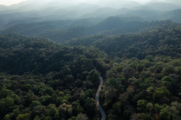 High angle tropical forest and road into the forestbanana forest