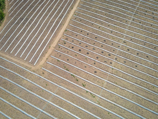 High angle view of agriculture aerial view rows of crop fields top view rows of soil planting plant sowing seeds on a plantation in the farm and agricultural concept