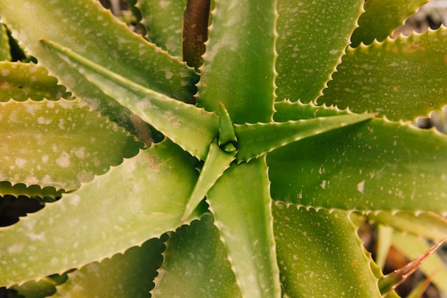 High angle view of a aloe vera