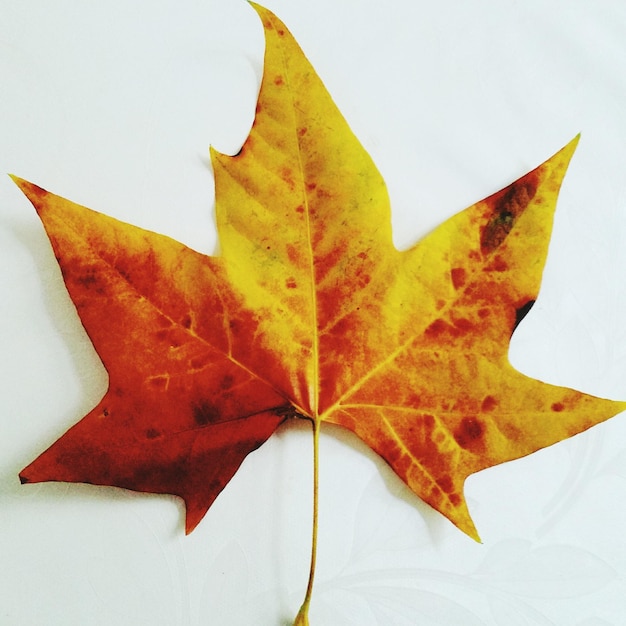 High angle view of autumn leaf on white background