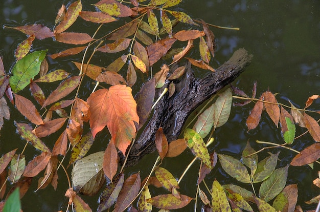 Photo high angle view of autumn leaves in lake