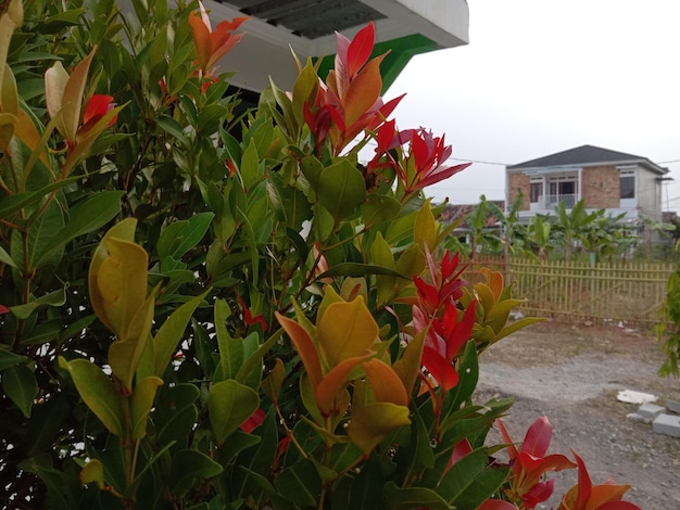 High angle view of beautiful Flower