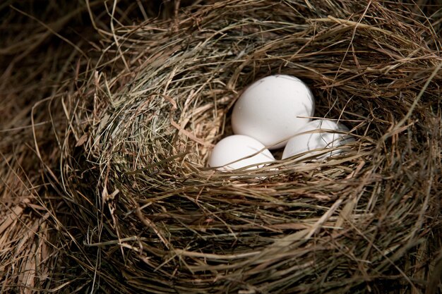 Photo high angle view of bird in nest