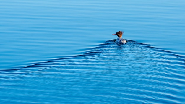 Photo high angle view of bird swimming in lake