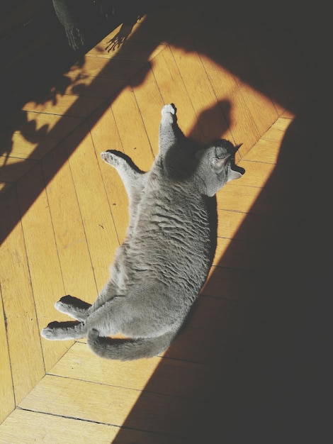 Photo high angle view of cat on floor