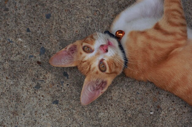 High angle view of cat lying down