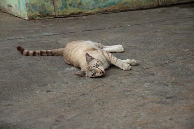 Photo high angle view of cat sleeping