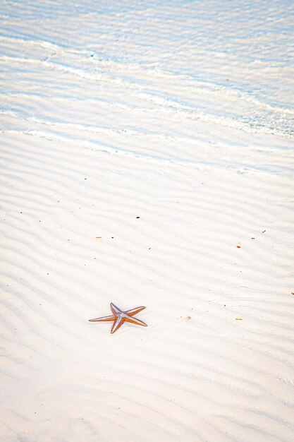 Photo high angle view of crab on beach